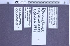 Etikette zu Rismethus ceylonensis (Ohira, 1973) (NHMW-ZOO-COL-0008167)